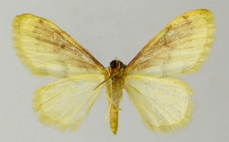 /filer/webapps/moths/media/images/I/infantilis_Scopula_PTF_ZSMb.jpg