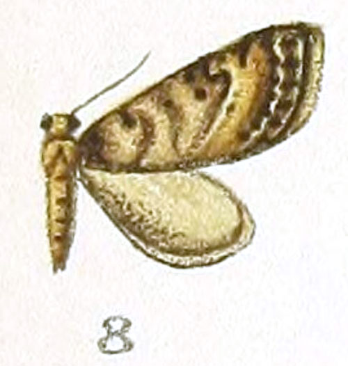 /filer/webapps/moths/media/images/I/infausta_Eupithecia_HT_Prout_1-8.jpg