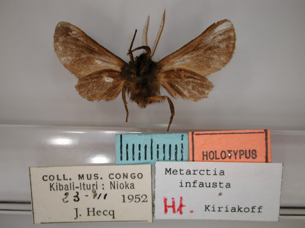/filer/webapps/moths/media/images/I/infausta_Metarctia_HT_RMCA_02.jpg