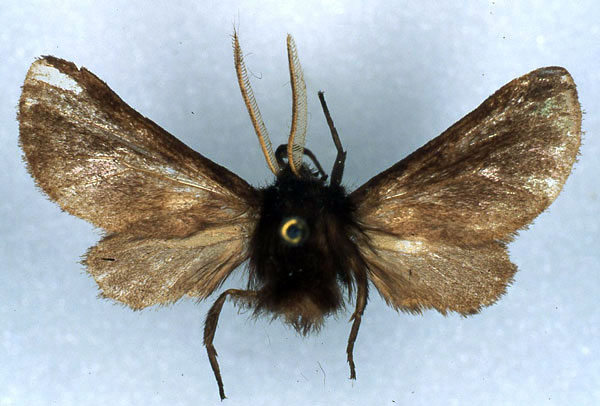 /filer/webapps/moths/media/images/I/infausta_Metarctia_HT_RMCA_03.jpg