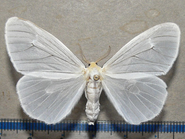 /filer/webapps/moths/media/images/I/infausta_Pseudostracilla_A_Goff_01.jpg
