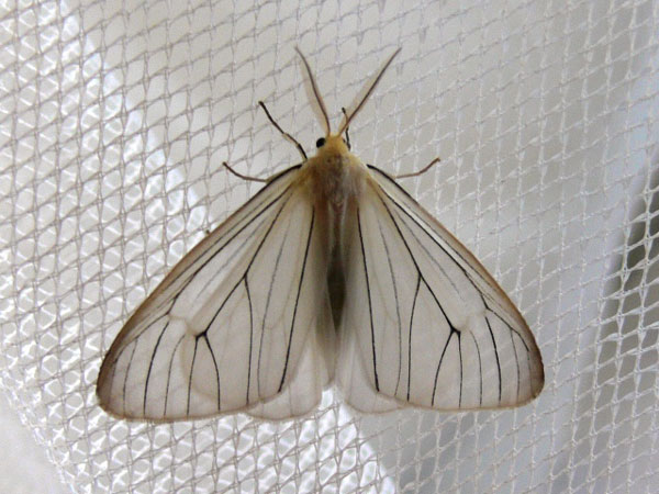 /filer/webapps/moths/media/images/I/infausta_Pseudostracilla_A_Goff_02.jpg