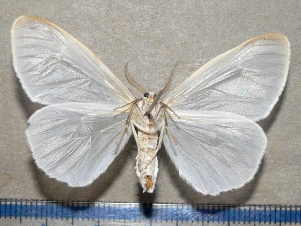 /filer/webapps/moths/media/images/I/infausta_Pseudostracilla_A_Goffb_01.jpg