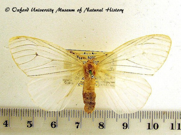 /filer/webapps/moths/media/images/I/infausta_Pseudostracilla_A_OUMNH_01.jpg