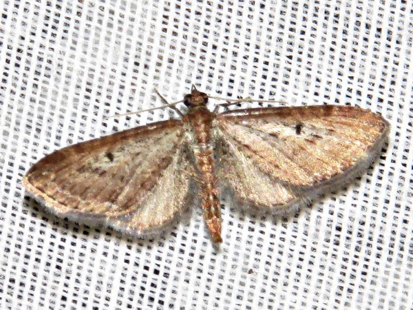 /filer/webapps/moths/media/images/I/infelix_Eupithecia_A_Braun..jpg