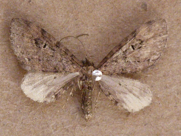 /filer/webapps/moths/media/images/I/infelix_Eupithecia_A_Butler_NotnZkQ.jpg