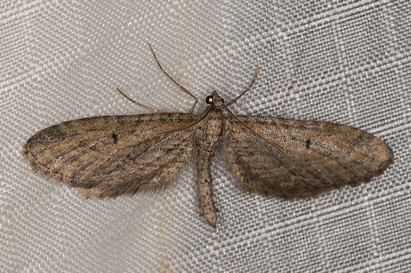 /filer/webapps/moths/media/images/I/infelix_Eupithecia_A_Heyns_01.JPG