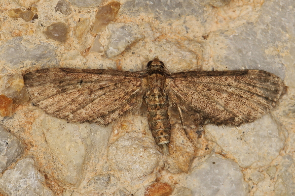 /filer/webapps/moths/media/images/I/infelix_Eupithecia_A_Heyns_02.JPG