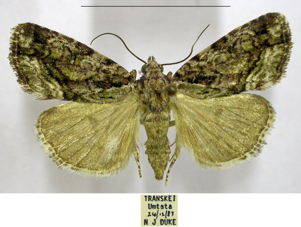 /filer/webapps/moths/media/images/I/inferalis_Iambia_AM_TMSA_01.jpg