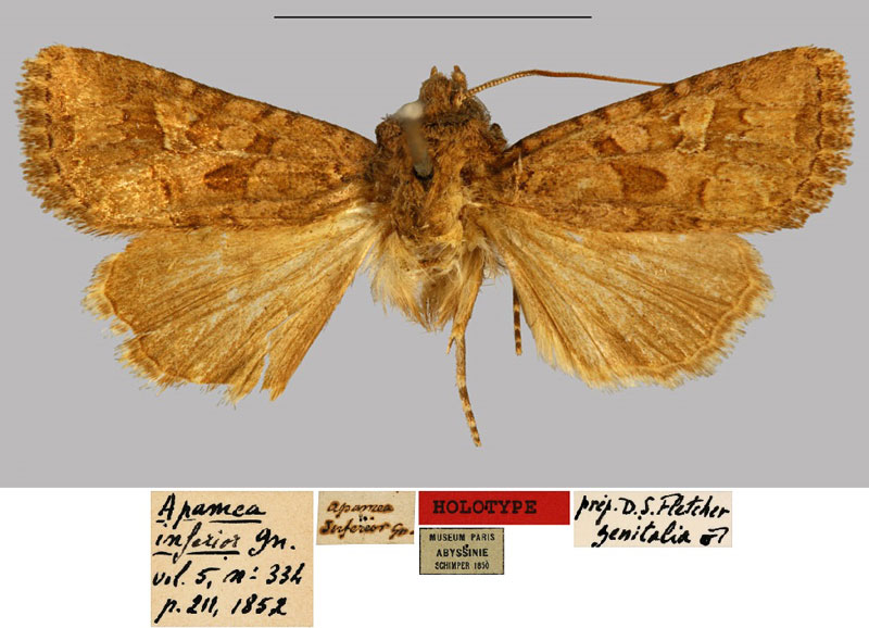 /filer/webapps/moths/media/images/I/inferior_Apamea_HT_MNHN.jpg