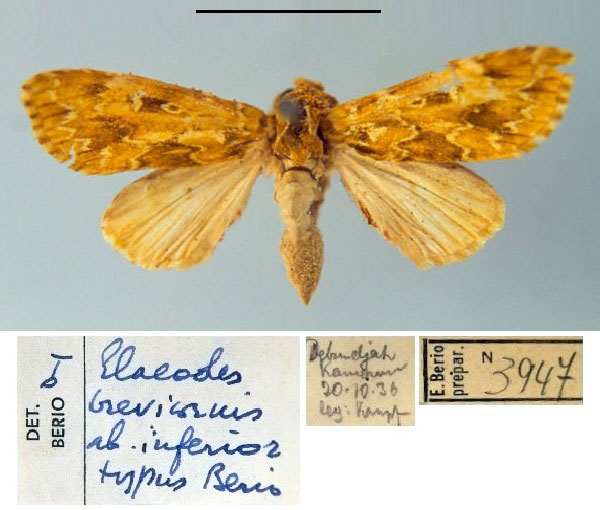 /filer/webapps/moths/media/images/I/inferior_Elaeodes_HT_MSNM.jpg