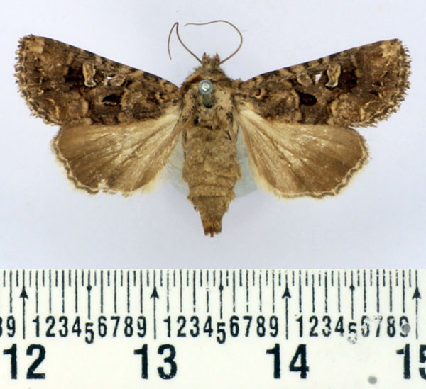 /filer/webapps/moths/media/images/I/inferior_Tycomarptes_AF_BMNH.jpg