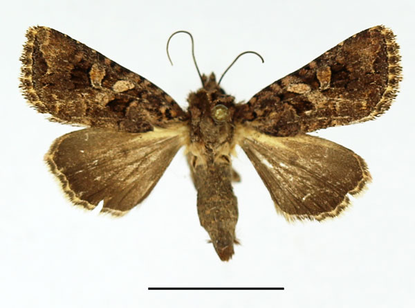 /filer/webapps/moths/media/images/I/inferior_Tycomarptes_AF_Basquin.jpg
