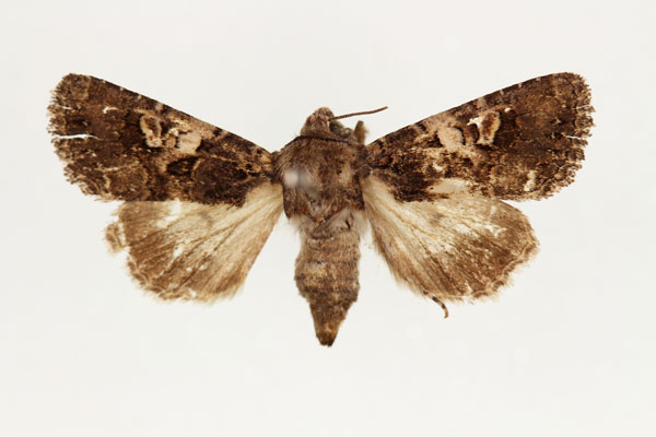 /filer/webapps/moths/media/images/I/inferior_Tycomarptes_AF_RMCA.jpg