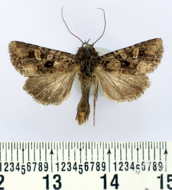 /filer/webapps/moths/media/images/I/inferior_Tycomarptes_AM_BMNH_01.jpg