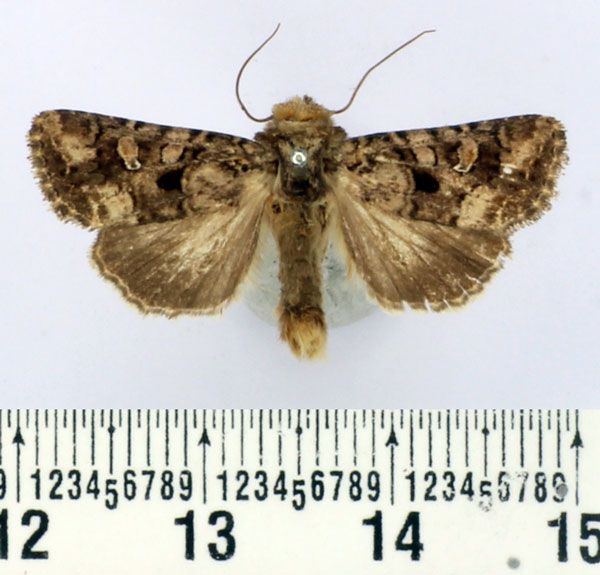 /filer/webapps/moths/media/images/I/inferior_Tycomarptes_AM_BMNH_02.jpg
