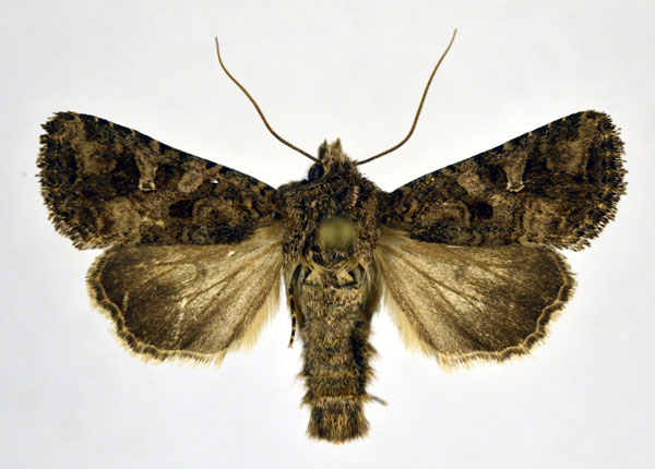 /filer/webapps/moths/media/images/I/inferior_Tycomarptes_AM_NHMO.jpg