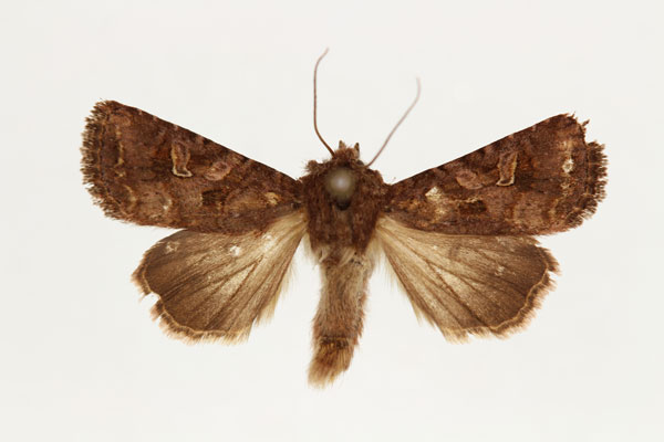 /filer/webapps/moths/media/images/I/inferior_Tycomarptes_AM_RMCA.jpg