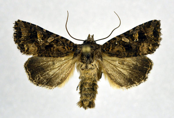 /filer/webapps/moths/media/images/I/inferior_Tycomarptes_A_NHMO.jpg