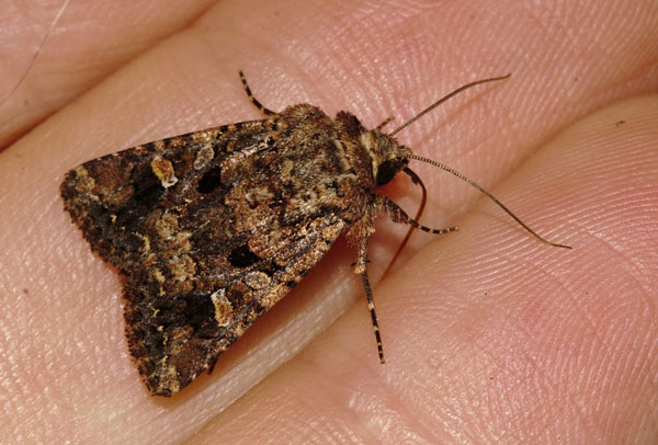 /filer/webapps/moths/media/images/I/inferior_Tycomarptes_A_Riddell_01.jpg