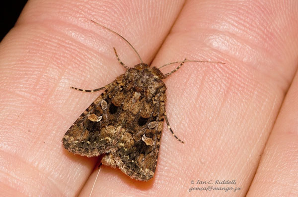 /filer/webapps/moths/media/images/I/inferior_Tycomarptes_A_Riddell_02.jpg