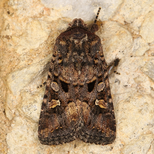 /filer/webapps/moths/media/images/I/inferior_Tycomarptes__A_Heyns_01.JPG