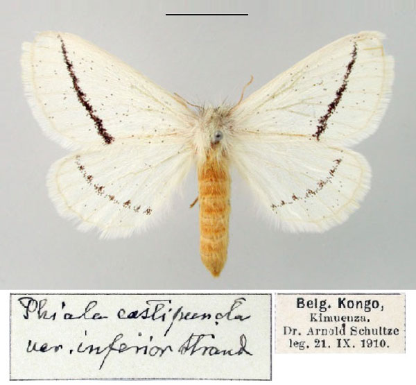 /filer/webapps/moths/media/images/I/inferiora_Phiala_HT_SNHM.jpg