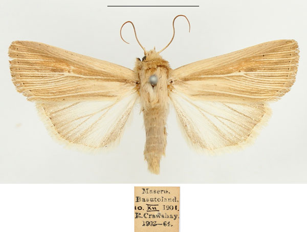 /filer/webapps/moths/media/images/I/infima_Vietteania_AF_BMNH_02.jpg