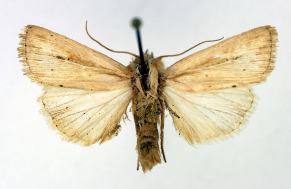 /filer/webapps/moths/media/images/I/infima_Vietteania_AM_Aulombard.jpg