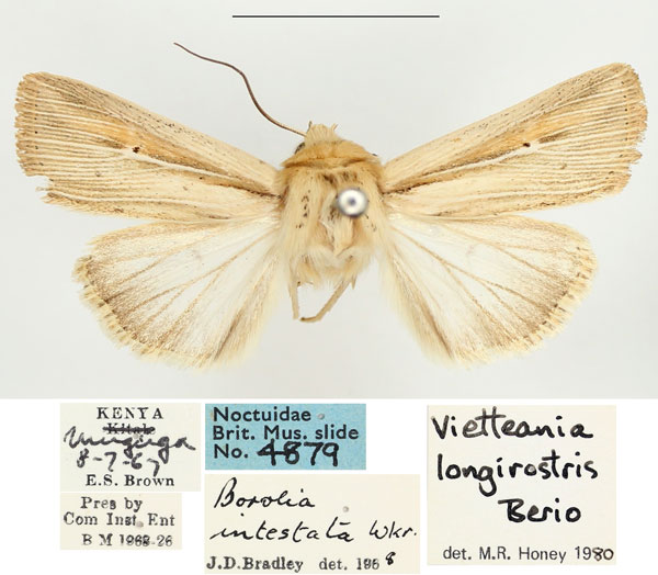 /filer/webapps/moths/media/images/I/infima_Vietteania_AM_BMNH_02.jpg