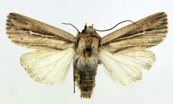 /filer/webapps/moths/media/images/I/infima_Vietteania_AM_ISEA_02.jpg