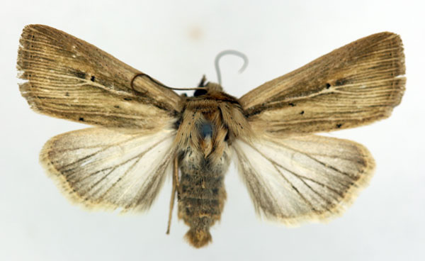 /filer/webapps/moths/media/images/I/infima_Vietteania_AM_ISEA_04.jpg