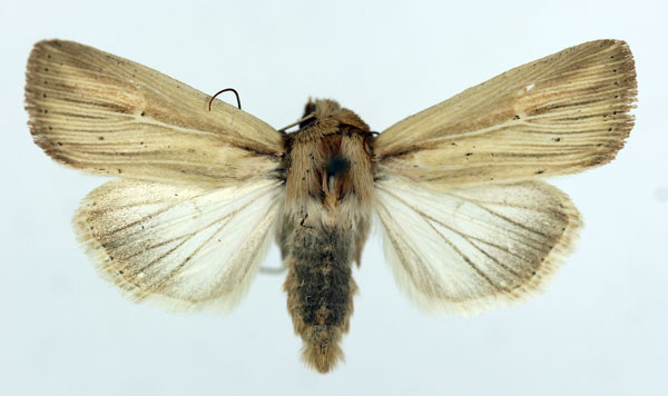 /filer/webapps/moths/media/images/I/infima_Vietteania_AM_ISEA_05.jpg