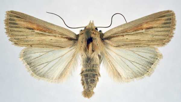 /filer/webapps/moths/media/images/I/infima_Vietteania_AM_NHMO_01.jpg