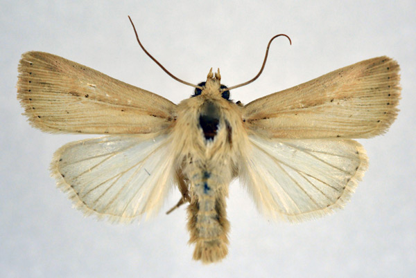 /filer/webapps/moths/media/images/I/infima_Vietteania_AM_NHMO_02.jpg