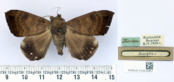 /filer/webapps/moths/media/images/I/infinita_Achaea_AM_BMNH.jpg