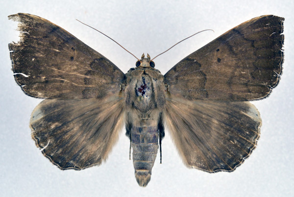 /filer/webapps/moths/media/images/I/infinita_Achaea_AM_NHMO.jpg