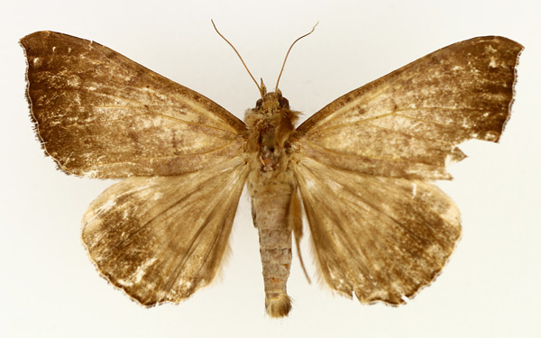 /filer/webapps/moths/media/images/I/infinita_Achaea_AM_TMSA.jpg
