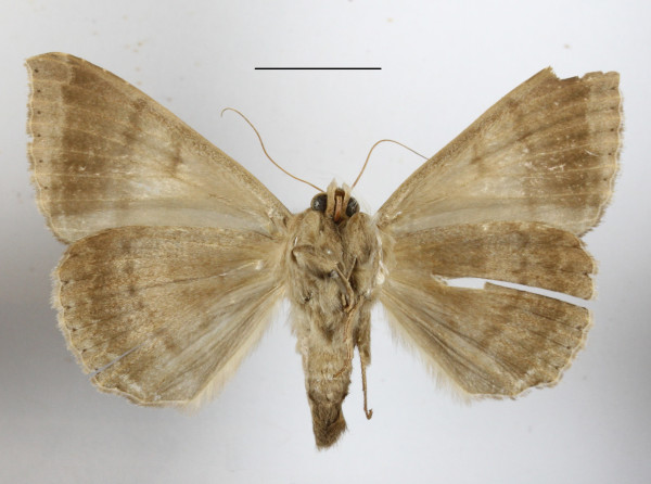 /filer/webapps/moths/media/images/I/infinita_Achaea_A_MGCLb_01.JPG