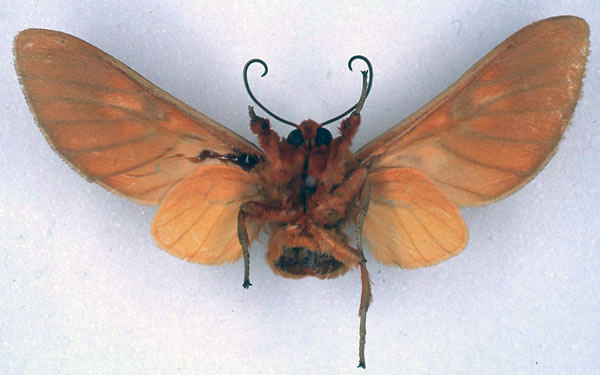 /filer/webapps/moths/media/images/I/inflammata_Balacra_HT_BMNH_02.jpg