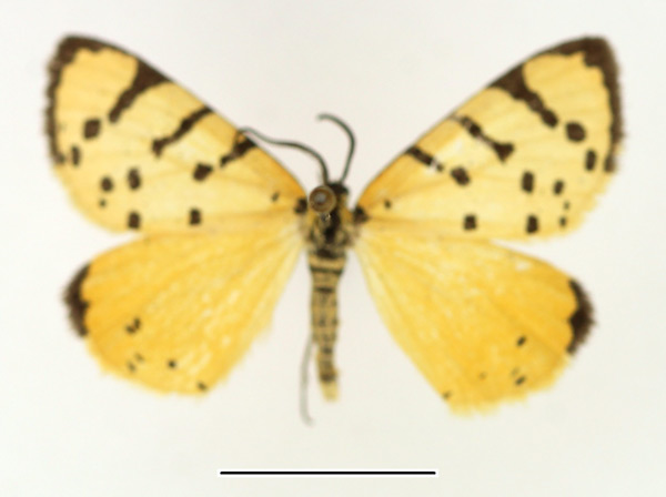 /filer/webapps/moths/media/images/I/inflammata_Veniliodes_AM_TMSA_01.jpg
