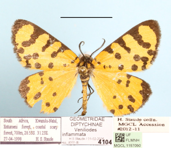 /filer/webapps/moths/media/images/I/inflammata_Veniliodes_A_MGCLa_01.JPG