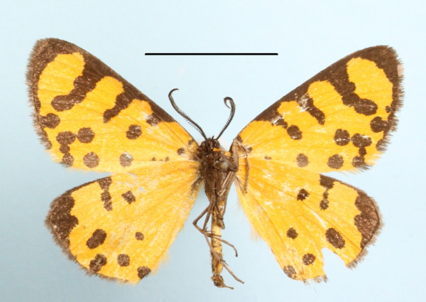 /filer/webapps/moths/media/images/I/inflammata_Veniliodes_A_MGCLb_01.JPG