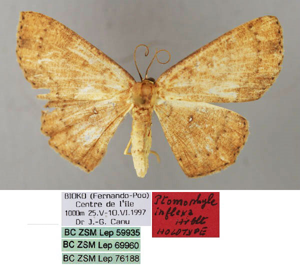 /filer/webapps/moths/media/images/I/inflexa_Ptomophyle_HT_ZSM_01.jpg