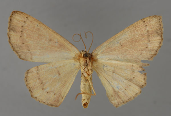 /filer/webapps/moths/media/images/I/inflexa_Ptomophyle_HT_ZSM_02.jpg