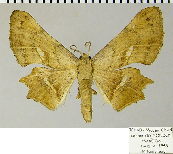 /filer/webapps/moths/media/images/I/informis_Xenimpia_AM_ZSM.jpg