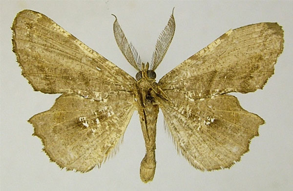 /filer/webapps/moths/media/images/I/informis_Xenimpia_AM_ZSMb.jpg