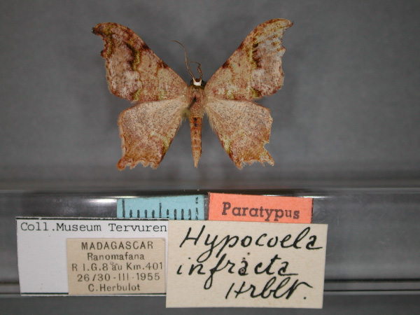 /filer/webapps/moths/media/images/I/infracta_Hypocoela_PT_RMCA_01.jpg