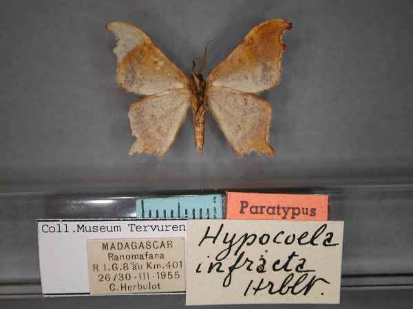 /filer/webapps/moths/media/images/I/infracta_Hypocoela_PT_RMCA_02.jpg