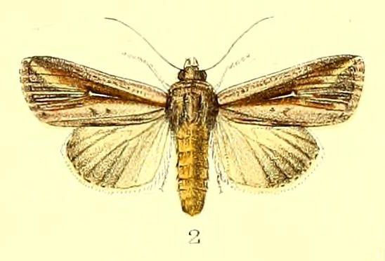 /filer/webapps/moths/media/images/I/inframicans_Mythimna_HT_Hampson_1893_161_2.jpg